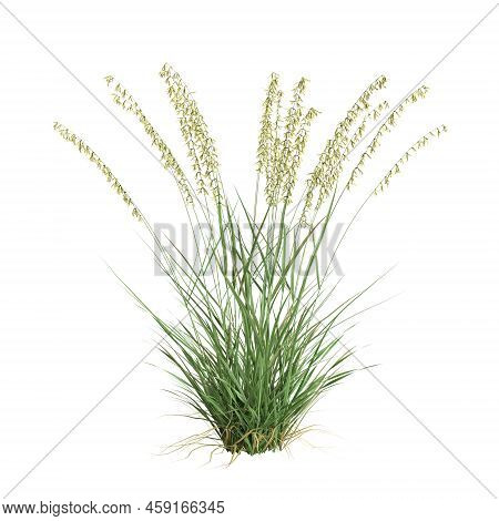 3d Illustration Of Bouteloua Curtipendula Grass Isolated On White Background