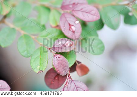 Chinese Fringe Flower, Loropetalum Chinense Or Loropetalum And Rain Drop On The Leaf Or Red Leaf