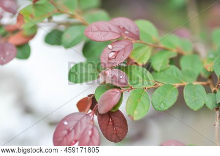 Chinese Fringe Flower, Loropetalum Chinense Or Loropetalum And Rain Drop On The Leaf Or Red Leaf