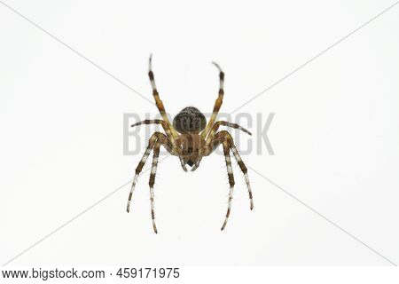 Araneus Belongs To The Family Of Common Orb Weaving Spiders