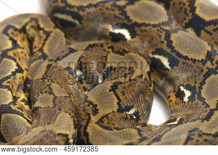 Malayopython Reticulatus, Reticulated Python Snake Isolated On White Background.