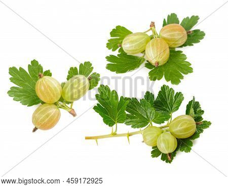 Gooseberry (ribes Uva-crispa) Isolated On White Background