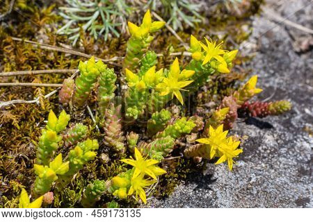 Sedum Acre, Commonly Known As The Goldmoss Stonecrop, Mossy Stonecrop, Goldmoss Sedum, Biting Stonec