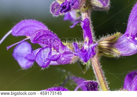 Salvia Pratensis, The Meadow Clary Or Meadow Sage, Is A Species Of Flowering Plant In The Family Lam