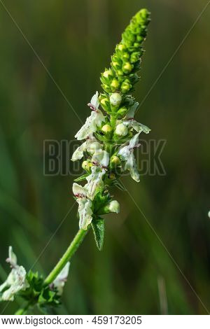 Stachys Recta, Commonly Known As Stiff Hedgenettle Or Perennial Yellow-woundwort, Is Herbaceous Pere
