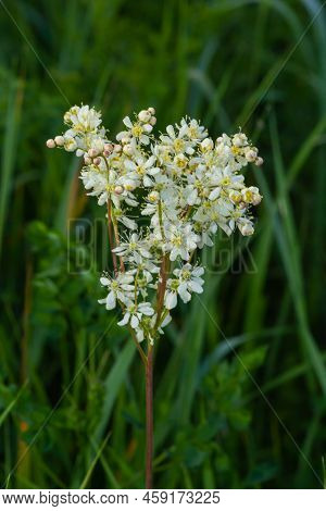 Dropwort, Filipendula Vulgaris, Also Known As Fern-leaf Dropwort. A Wild Flower Found In Dry Pasture