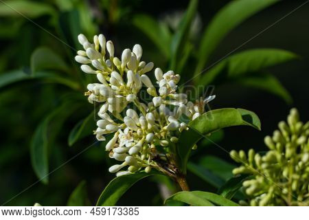 Ligustrum Vulgare Wild European Privet White Flowering Plant, Group Of Scented Flowers In Bloom On S