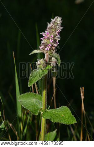 Pink Flowers Of Downy Woundwort. Stachys Germanica Ssp. Germanica
