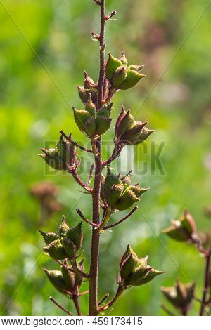 Seeds On Stalks Dictamnus Albus Is A Genus Of Flowering Plant In The Family Rutaceae. The Flowers Wh