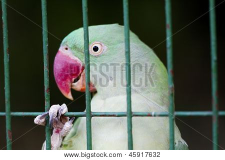 Parrot