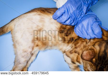 A Female Veterinarian Holds A Bengal Cat By The Scruff Of The Neck And Examines It. A Pet With Alope