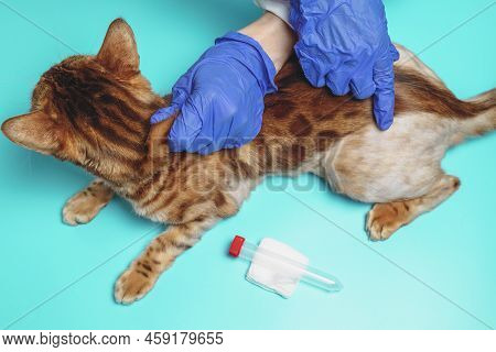 A Female Veterinarian Holds A Bengal Cat By The Scruff Of The Neck And Examines It. A Pet With Alope