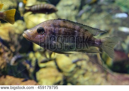 African Cichlid Fish (labidochromis Chisumulae) Swims Underwater