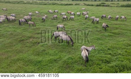 Aerial View Of Tarpan Horses In Nature. Wild Horses. Wildlife And Nature Background. Herd Of Wild Ho