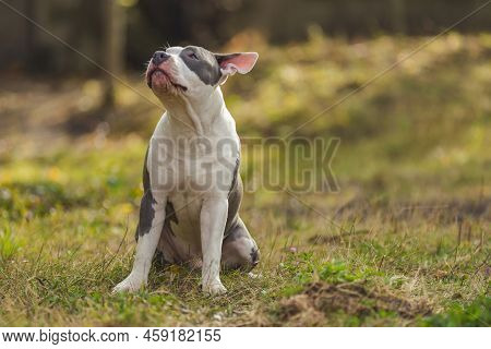 Bull Terrier Puppy Sits On The Playground
