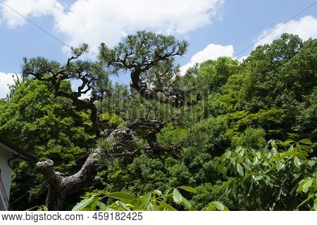 Bonzai Tree Outside In Japanese Garden In Japan