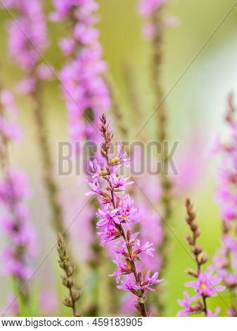 Summer Flowering Purple Loosestrife, Lythrum Tomentosum Or Spiked Loosestrife And Purple Lythrum On 