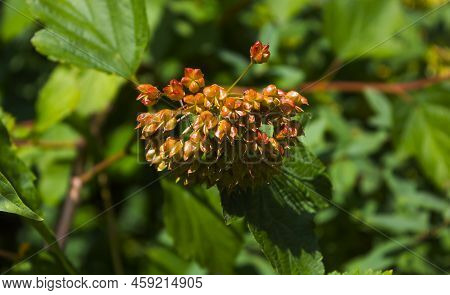 Vesicle Viburnum, Flowering Bush Bubbleweed Viburnum In The Garden