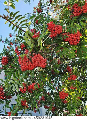 Bunches Of Ripe Rowan Berries On Branches Of Rowan Tree On Sunny Day. Rowan Berries Are Used In Trad