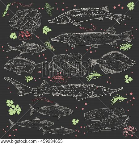 Fish And Seafood Sketch. Vintage Fish, Shrimps, Crabs, Rapans, Shells, Oysters, Mussels, Lobsters Se