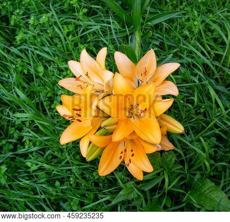 Flowers Of The Daurian Lily, Or Pennsylvania (latin Lilium Pensylvanicum) With Beautiful Yellow Peta