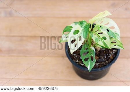 Closeup To Monstera Adansonii Albo  Variegated Giant In The Pot