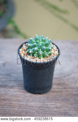 Mammillaria Bucareliensis Cv. Erusamu In Black Flower Pot