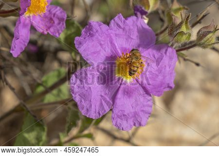 A Honey Bee Feeding Off The Stamens Of A Pink Rock Rose.