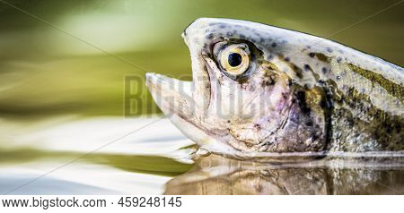 Trouts In The Green Water Of A Mountain Lake. Rainbow Trouts Close-up In Water. Fishing. Rainbow Tro