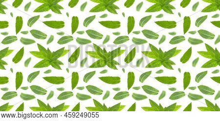 Seamless Pattern With Mint Leaves On White.