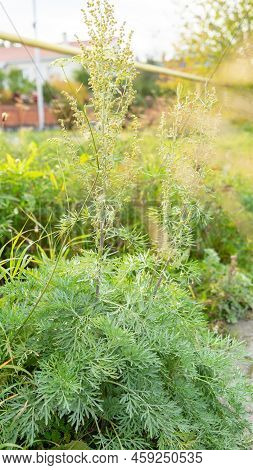 Bright Green Wormwood Bush. The Concept Of Growing Garden, Spice And Medicinal Plants.