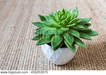 Echeveria In A Beautiful Ceramic Pot On A Beige Table In The Kitchen As An Interior Decoration. Plac