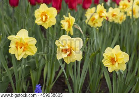 Beautiful Bright Orange Yellow Narcissus Blossom Close-up