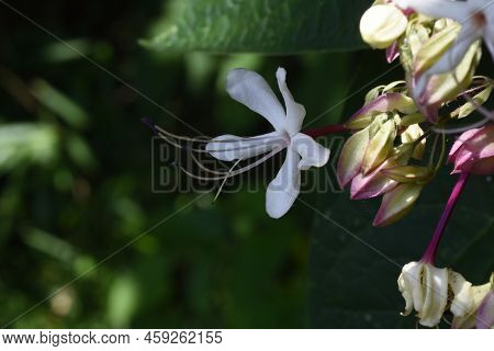 Harlequin Glory Bower Flowers.lamiaceae Deciduous Plants.the Flowering Season Is From August To Sept