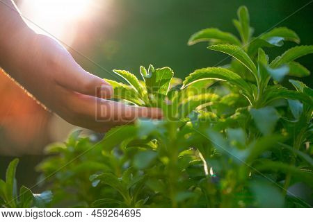 Stevia Collection In The Rays Of The Bright Sun. Stevia Rebaudiana On Blurred Green Garden Backgroun