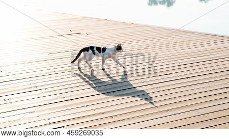 The Shadow Of A Stray Cat On The Road, The Morning Walk Of A Cat Along The Embankment, A Pier Where 