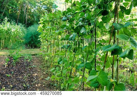French Climbing Beans Growing In A French Potager (vegetable Garden), Sweetcorn And Asparagus In The