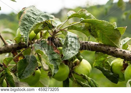 Rosy Leaf-curling Apple Aphids, Dysaphis Devecta, Apple Tree Pest. Detail Of Affected Leaf.