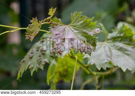 Grapevine Leaves With Erinosis, A Disease Of The Mite Colomerus Vitis