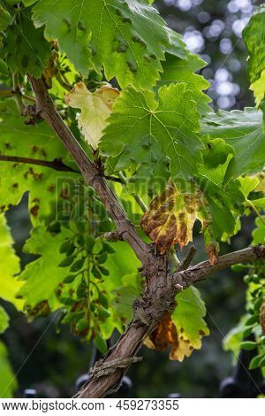 Grapevine Leaves With Erinosis, A Disease Of The Mite Colomerus Vitis