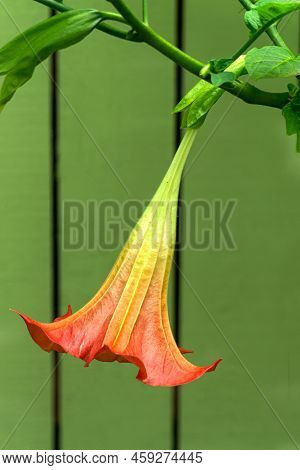 Bud Of Pink Datura Datura In The Garden