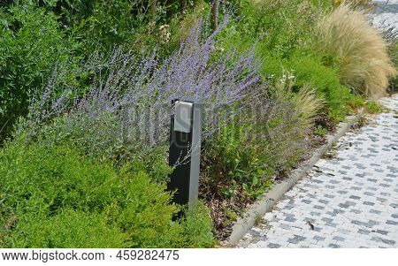Dry Leaves Of The Grass Flutter In The Wind And Look Like Hair. Flower Bed In The Street At The Dece