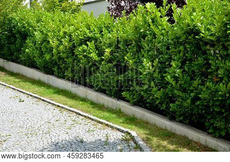 An Evergreen Shrub In Front Of A Light Wood Wire Fence Will Improve The Opacity Of The Street. Drip 