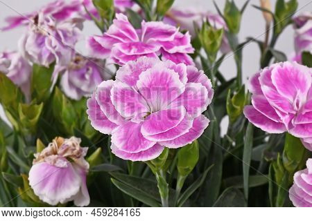 Flower Of Pink And White Dianthus Plant