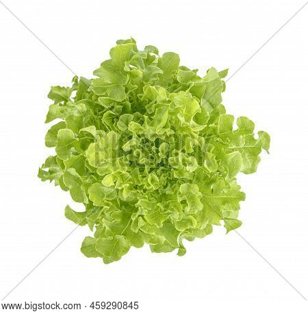 Fresh Lettuce Isolated On White Background. Top View