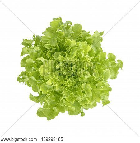 Fresh Lettuce Isolated On White Background. Top View