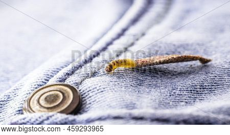 Wall Moth Larvae, Found Crawling Up Walls Or Clothing, Inside A Small Cocoon, Feed On Fur (including