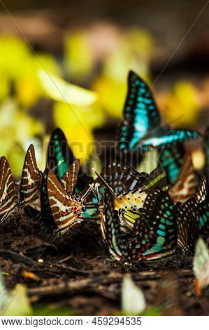 Colourful Butterfly Swarms Feed On Mineral Lick In The Tropical Forest During The Rainy Season. Pang