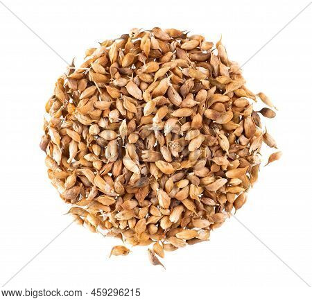 Utsho Suneli Seeds Isolated On White Background. Trigonella Caerulea Or Blue Fenugreek. Top View