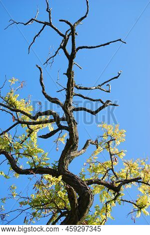 There Is A Dying Tree And A Radiant Blue Sky.